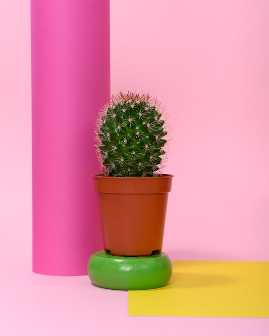 Cacti in Standard Pot